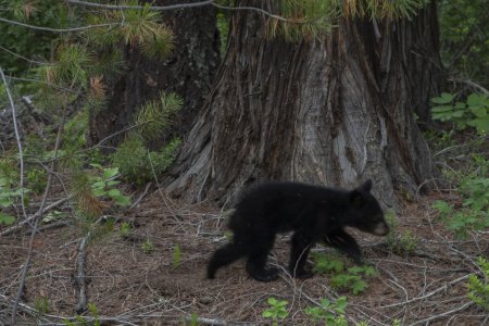 Jonge zwarte beer in Wells Grey provincial park
